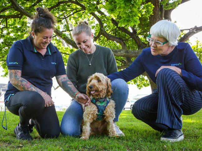 Rescued labradoodle Ted with his foster carer Ingrid Oliver of West Launceston, northern labradoodle foster care project manager Lauren Chenhall and RSPCA CEO Andrea Dawkins. Picture: Patrick Gee