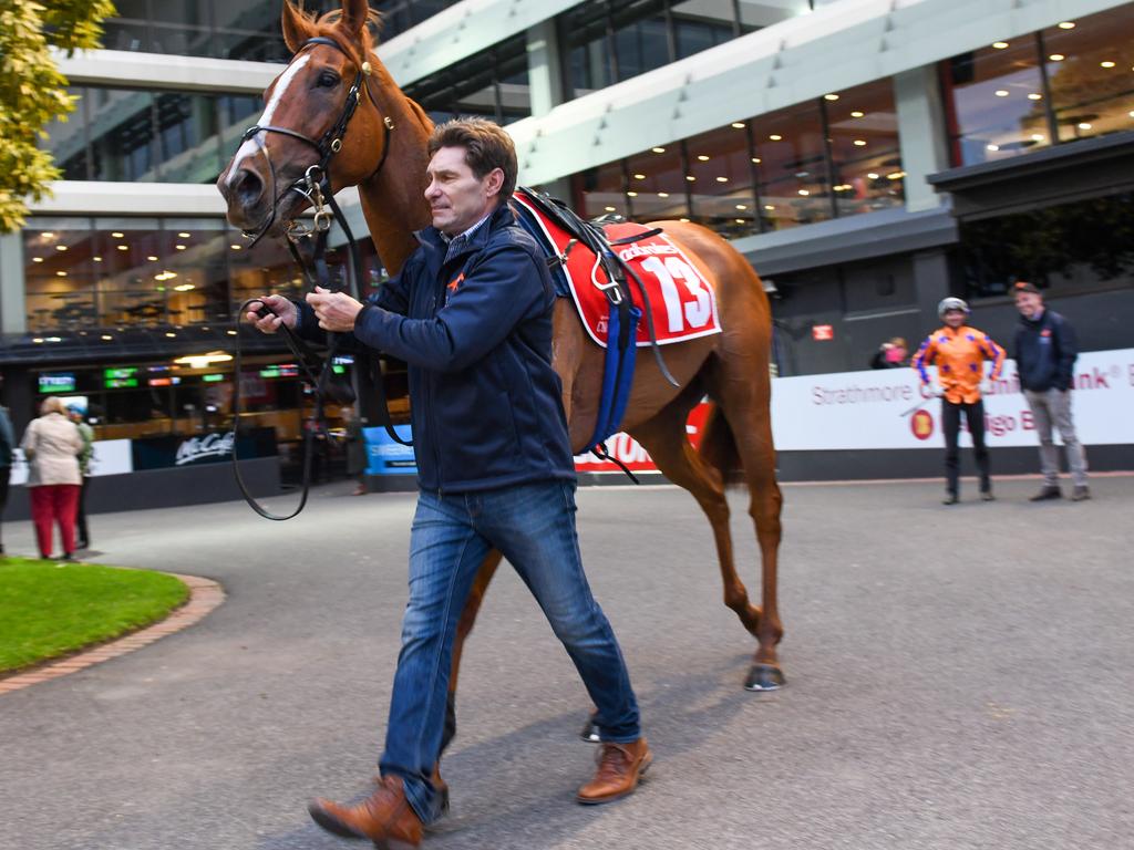 Te Akau Shark proved a spring sensation with a third placing in the Cox Plate.