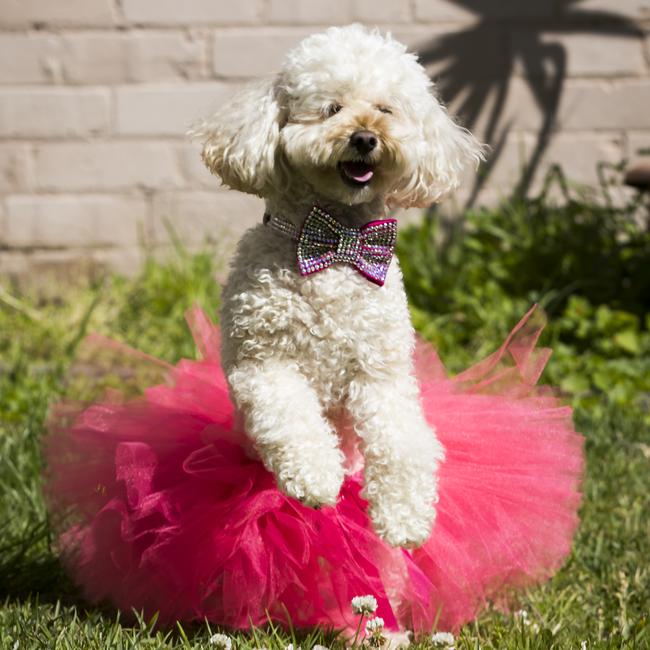 Coco is all smiles after being named the top dog in the Bow Wow 100. Picture: Dylan Robinson