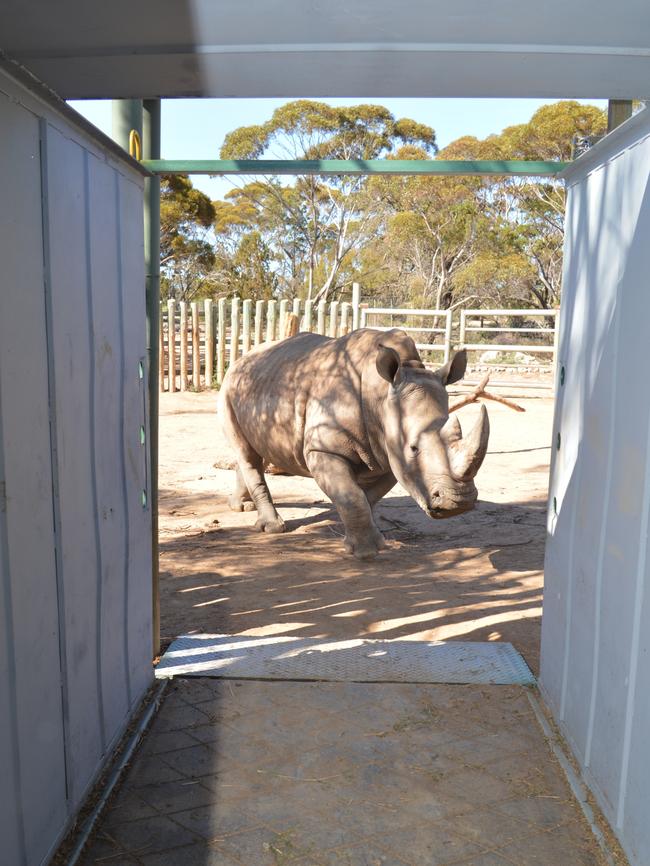 Kibibi is lured into the truck. Picture: Haidee Kinter, Zoos SA