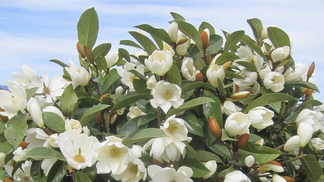 Fairy Magnolia. Picture: Supplied