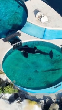 Heartbreaking video of "world's loneliest orca" trapped in tank