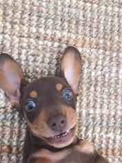 Miniature Dachshund Charlie having a laugh. Submitted by Hayden Sandry.
