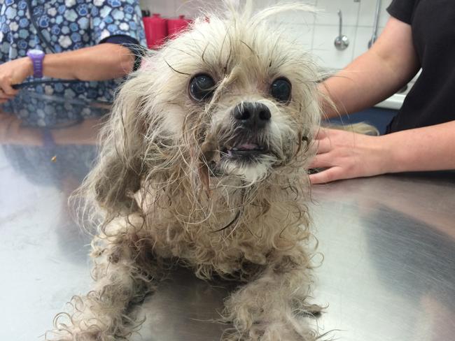 Maltese terrier Zoe survived after being left in a hot car for five hours in the Lyell McEwin Hospital carpark. Her former owner Karan Thompson has been convicted and banned from owning pets. Picture: RSPCA