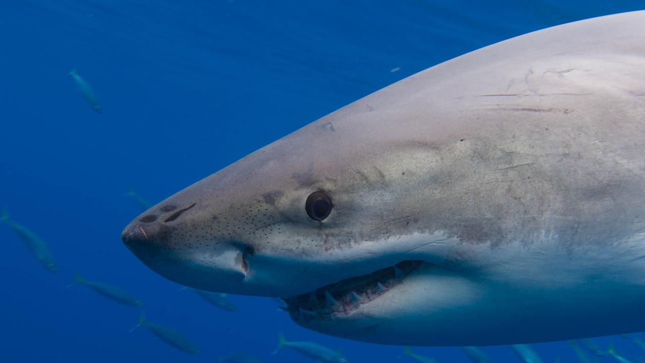 Shark study | KidsNews