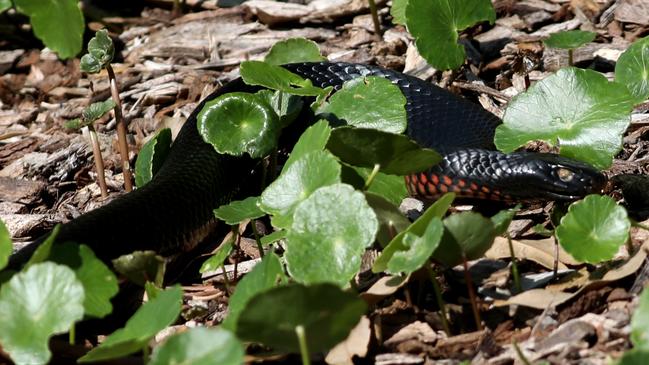 A red belly black snake seen on the edge of the Coast Golf and recreation club in Little Bay where the Thor film set is being built. Picture: Damian Shaw