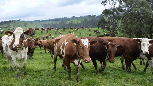 FOCUS STORY: Toby and son  Nick Leppin are dairy farmers from Bena in South Gippsland. Aussie Red Dairy Cows.