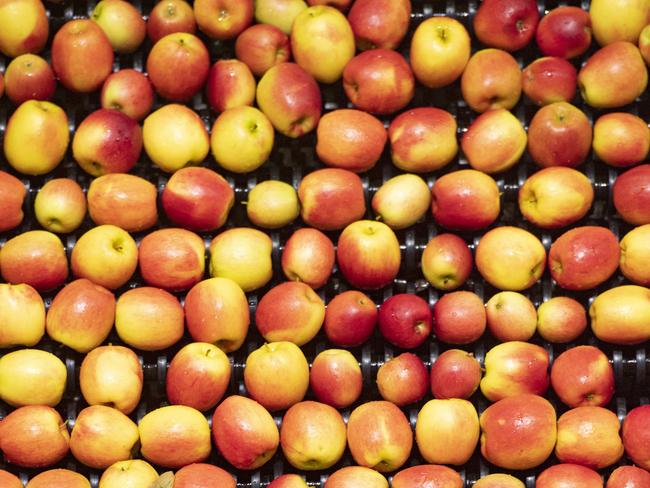 HORTICULTURE: Montague Orchard Yello ApplesMontague Orchard Yello ApplesPICTURED: Generic farm. Fruit packing shed. Modern sorting and packing shed. Apple harvest. Fruit. Apple. Commercial fruit growers. Stock Photo.Picture: Zoe Phillips