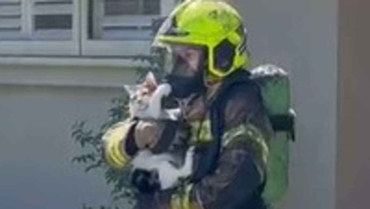 Firefighters save cat from burning house on Brighton St at Concord on ...