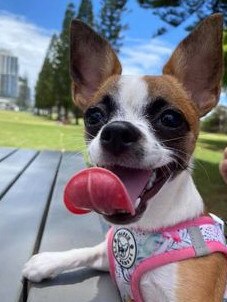 Gold Coast's cutest dogs: Zoey. Submitted by Trudi Neely.