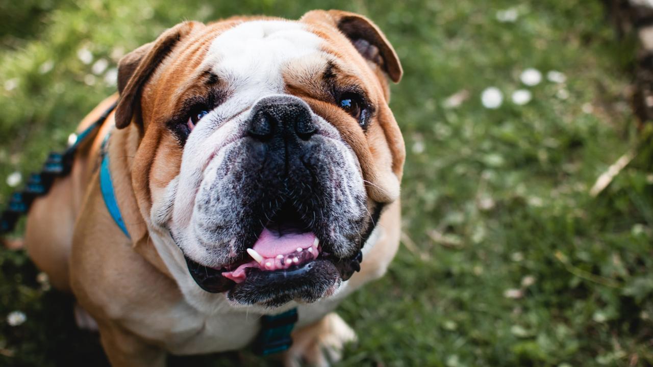 English bulldogs were also susceptible to health implications due to the composition of their face. Picture: iStock