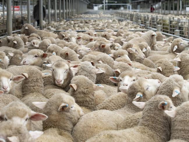 LIVESTOCK: Bendigo Lamb Sale. Bendigo Livestock exchange. Bendigo SaleyardsPICTURED: Generic sheep. Sheepyards. Stock photo. Lamb. Suckers.PICTURE: ZOE PHILLIPS