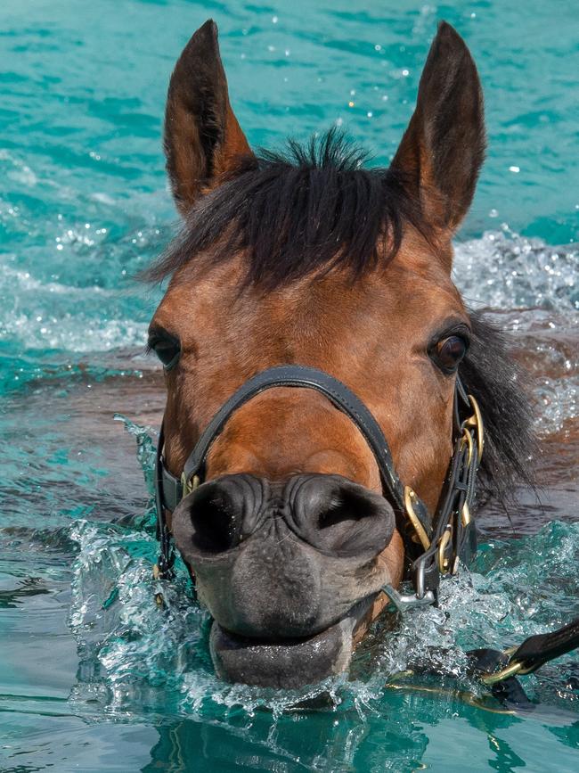 Viddora in the pool at Lloyd Kennewell's Caulfield stable. Picture: Jay Town