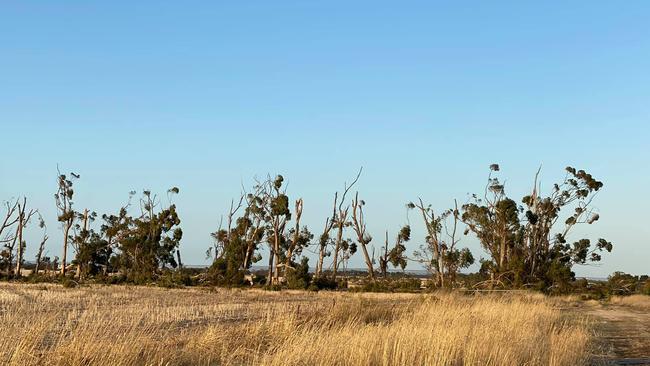 Tree damage north of Cressy, Victoria. A severe storm caused transmission towers to topple on January 31, 2020. Picture: Supplied/Chris Cutajar