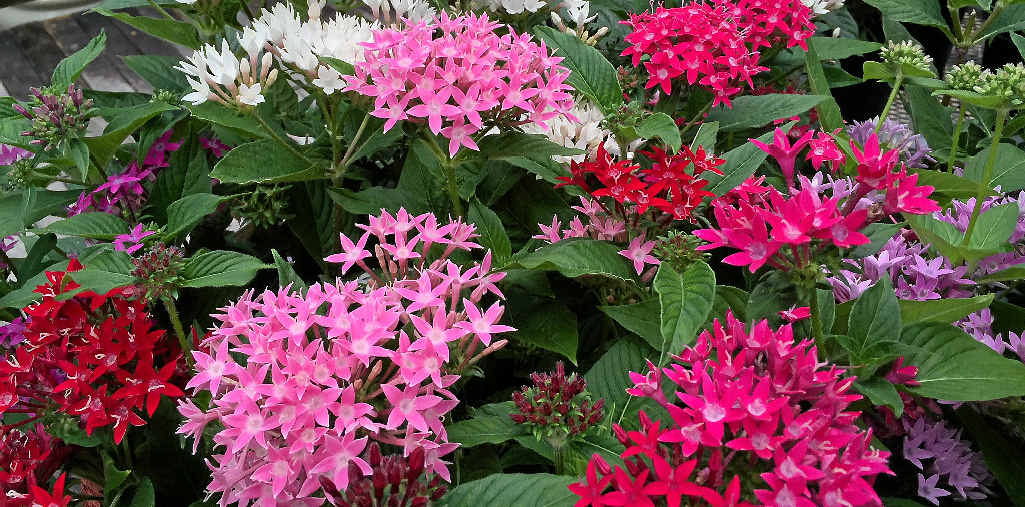 Pentas Are Flowering Workhorses Of The, What Flowers Bloom All Year Round Australia
