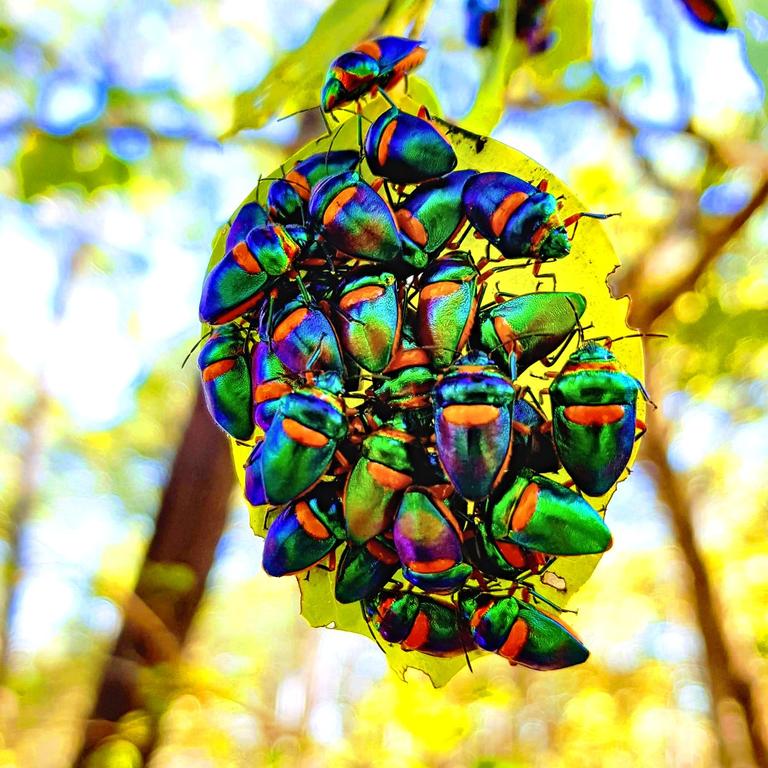 Picture: Tamara White/News.com.au Photo of the week