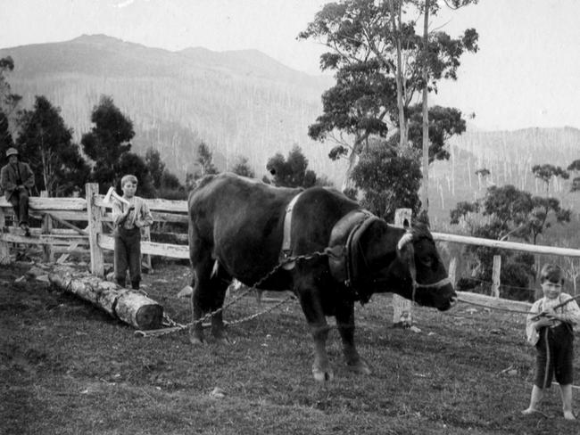 John Gray, far left, and two of his boys with a bullock on the family property at Fern Tree.