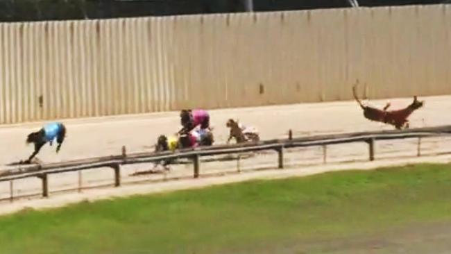 Another young greyhound as died at the Mount Gambier racetrack – the second in 10 days – sparking more outrage among greyhound welfare advocates. IMAGE: Supplied.