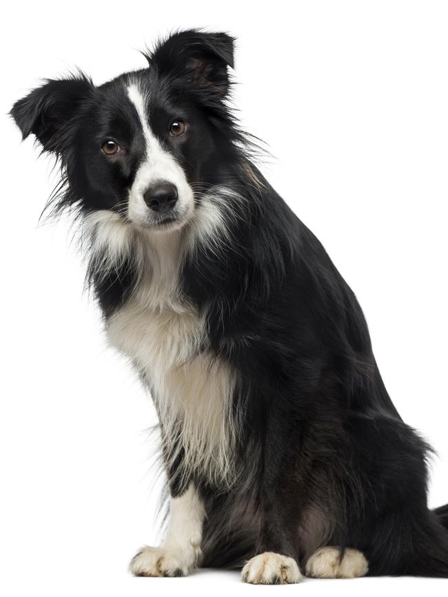 Border collies are a common breed.