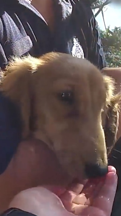 Queensland police rescue mini dachshund from hot car