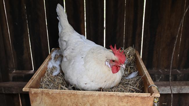 The Mackenzies have half a dozen chickens in the back yard who have proved their worth during lockdown. Picture: Lyndon Mechielsen