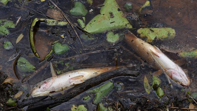 Dead fish at Emerald Lakes Wetlands. Photo: Steve Holland