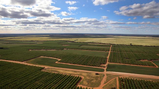 Almonds at Liparoo.