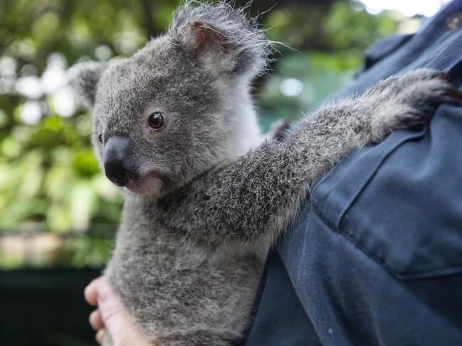 Koalas could soon be elevated to an endangered species by government authorities. Picture: Lachie Millard