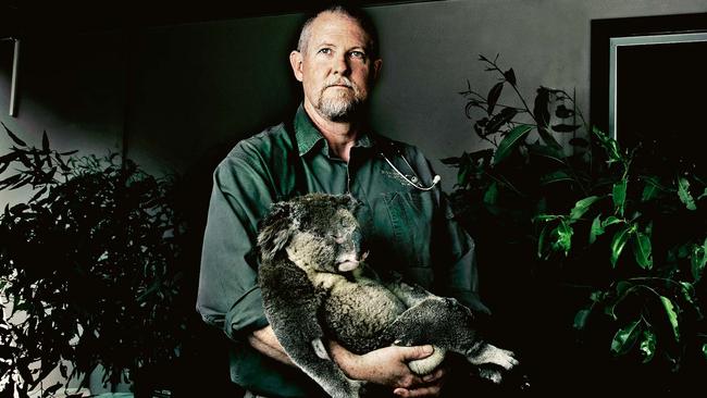 John Hanger with an injured koala in his Toorbul, Queensland clinic. Picture: Justine Walpole