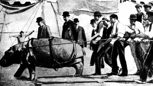 Dizzy the Hippopotamus being taken for walk outisde Wirth's Circus before taking up residence at Taronga Park Zoo in Sydney in 1916. Animal Historical