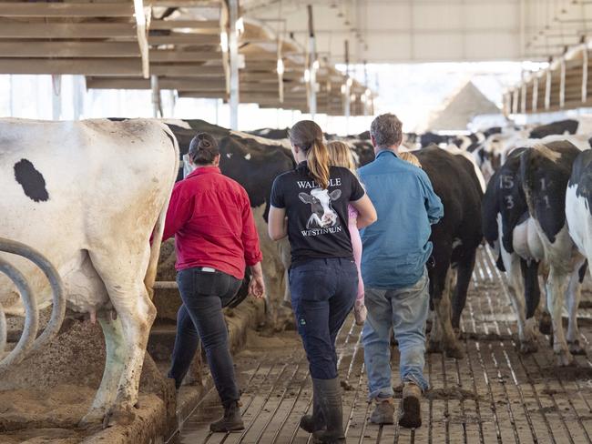 Australian dairy farmers have enjoyed high farmgate prices this season. Picture: Zoe Phillips