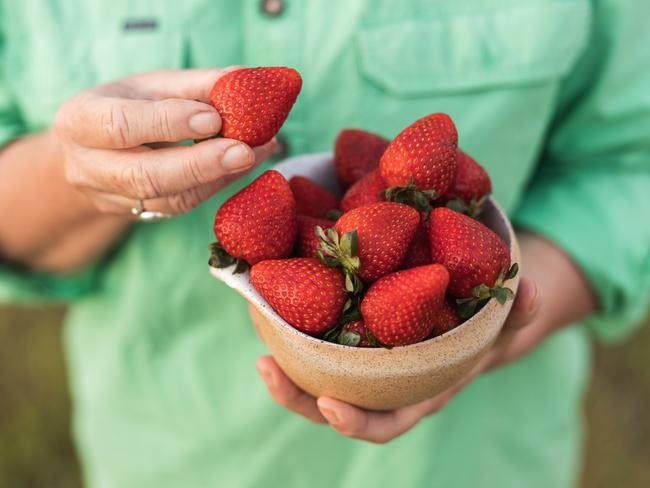 The local strawberry industry accounted for almost $40million of the region’s Gross Value Production.