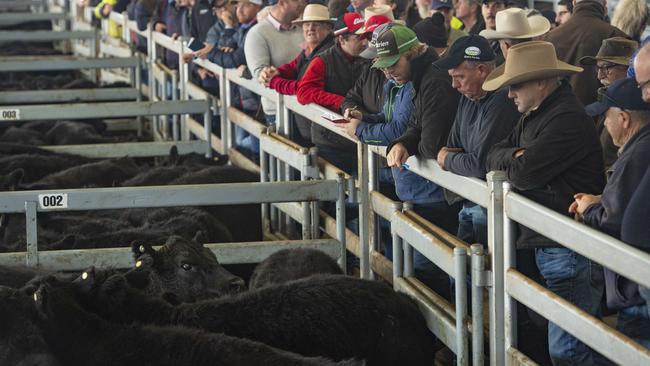 Vendors and buyers at Mortlake in June. Those selling this week had an OK day on Monday, with heavy cows from 210c to 265c/kg, the National Livestock Reporting Service said. Picture: Zoe Phillips