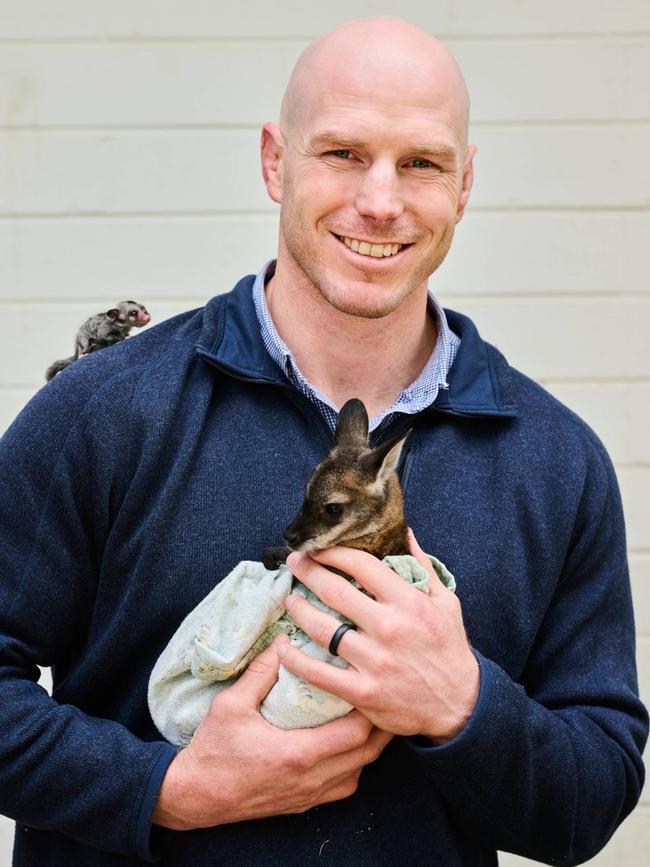 Pocock with a seven-month-old red neck wallaby and a 80-day-old krefts glider. Picture: Rohan Thomson