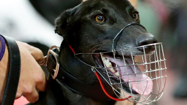 Give it a year: Give the greyhound industry a chance to start proving prove it can come clean. Picture: Troy Snook