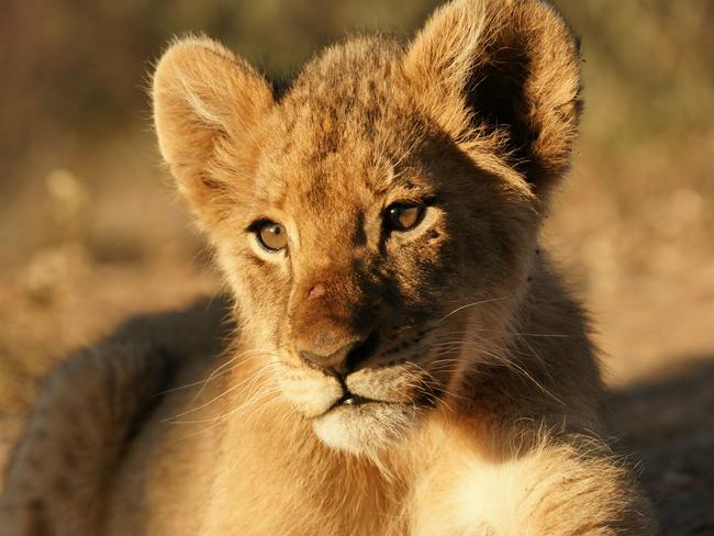 The Lion King 2019 Where To See Them On An African Safari