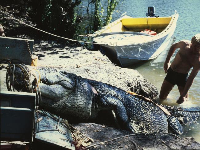 Buck Sallau helps Sweetheart on to the back of a trailer after the giant crocodile had been captured in the Finniss River in 1979