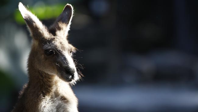 A male Eastern Grey Kangaroo.