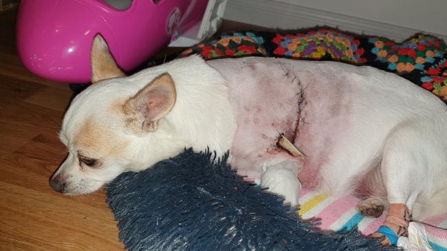 Estelle the chihuahua recovering at home after her terrifying ordeal. Picture: Supplied