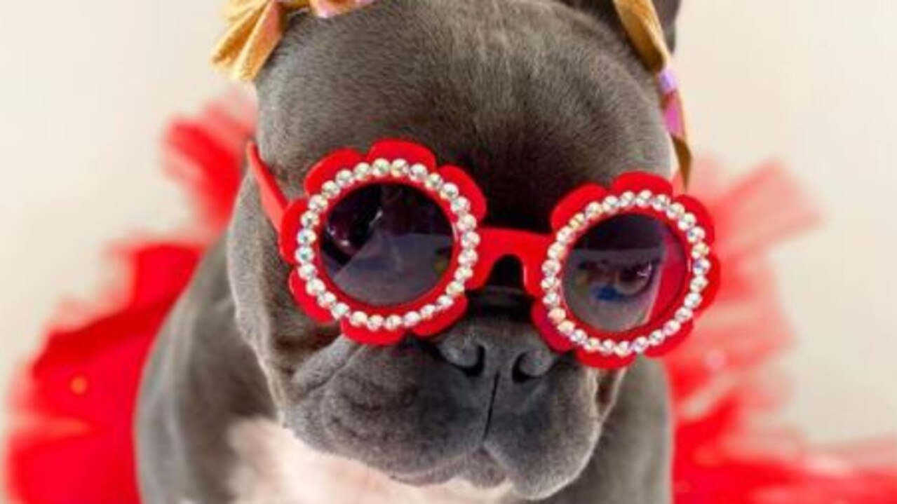 Dog owners are making lots of money by posting their pets on Instagram