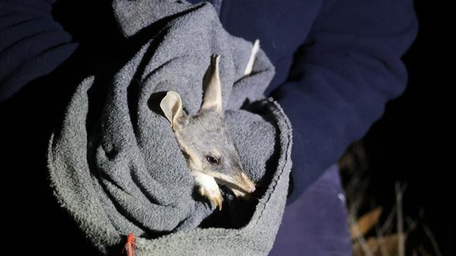 Bilby that was found during a recent survey. Picture: Supplied