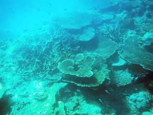 CORAL: The reef will be the talking point at a climate change briefing being held this week. Picture: Tegan Annett