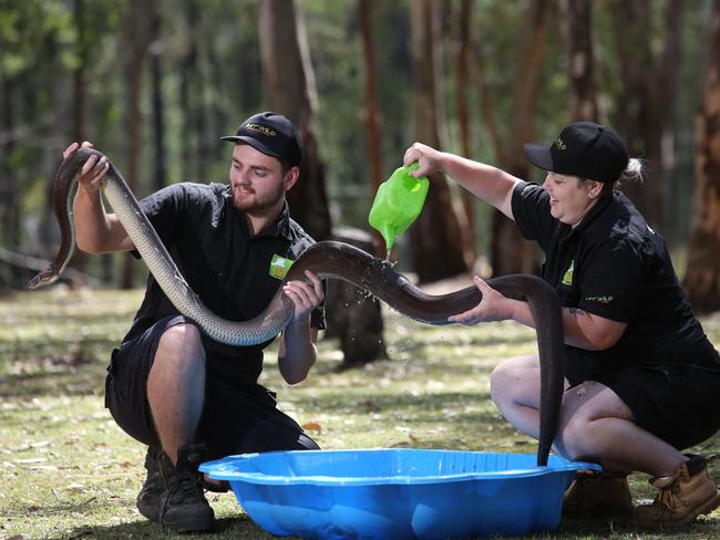 Keepers Lochlan Bartley and Alana Doel give Prada the olive python a bath. #SnapSydney2016 #SnapMacarthur #SnapSydney