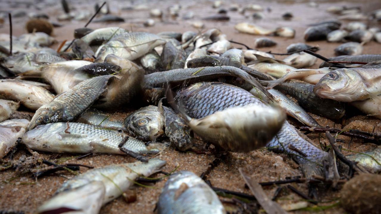 Biological Conservation journal: Study finds carp increase river ...