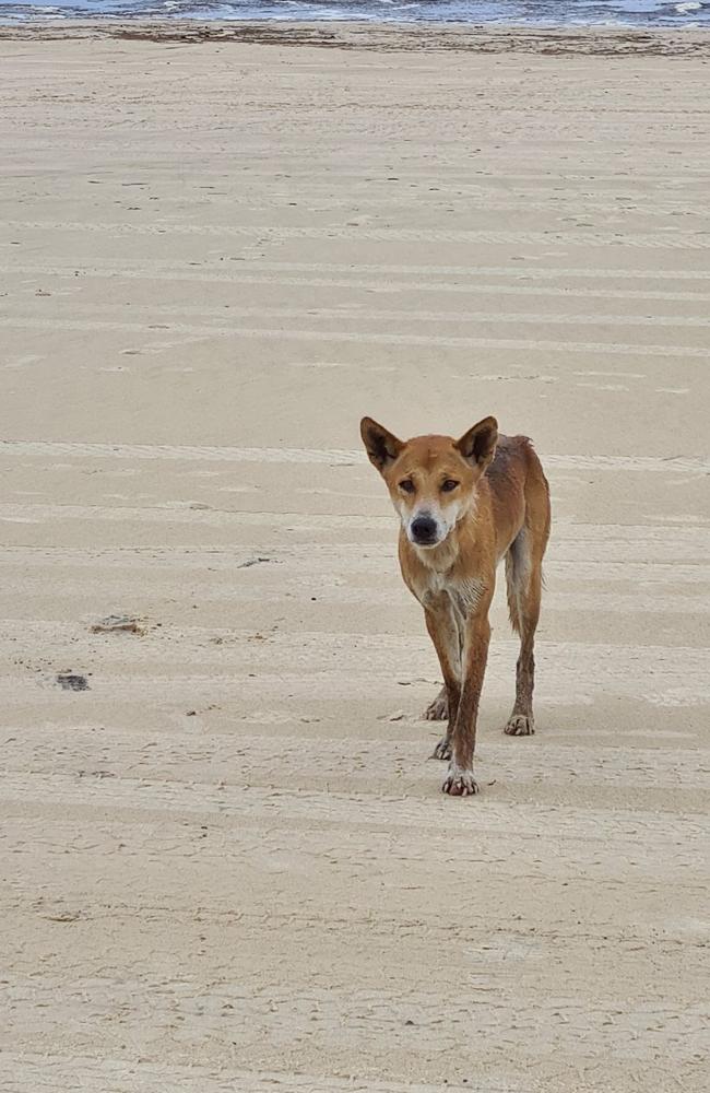 A dingo bit a boy on Thursday morning.