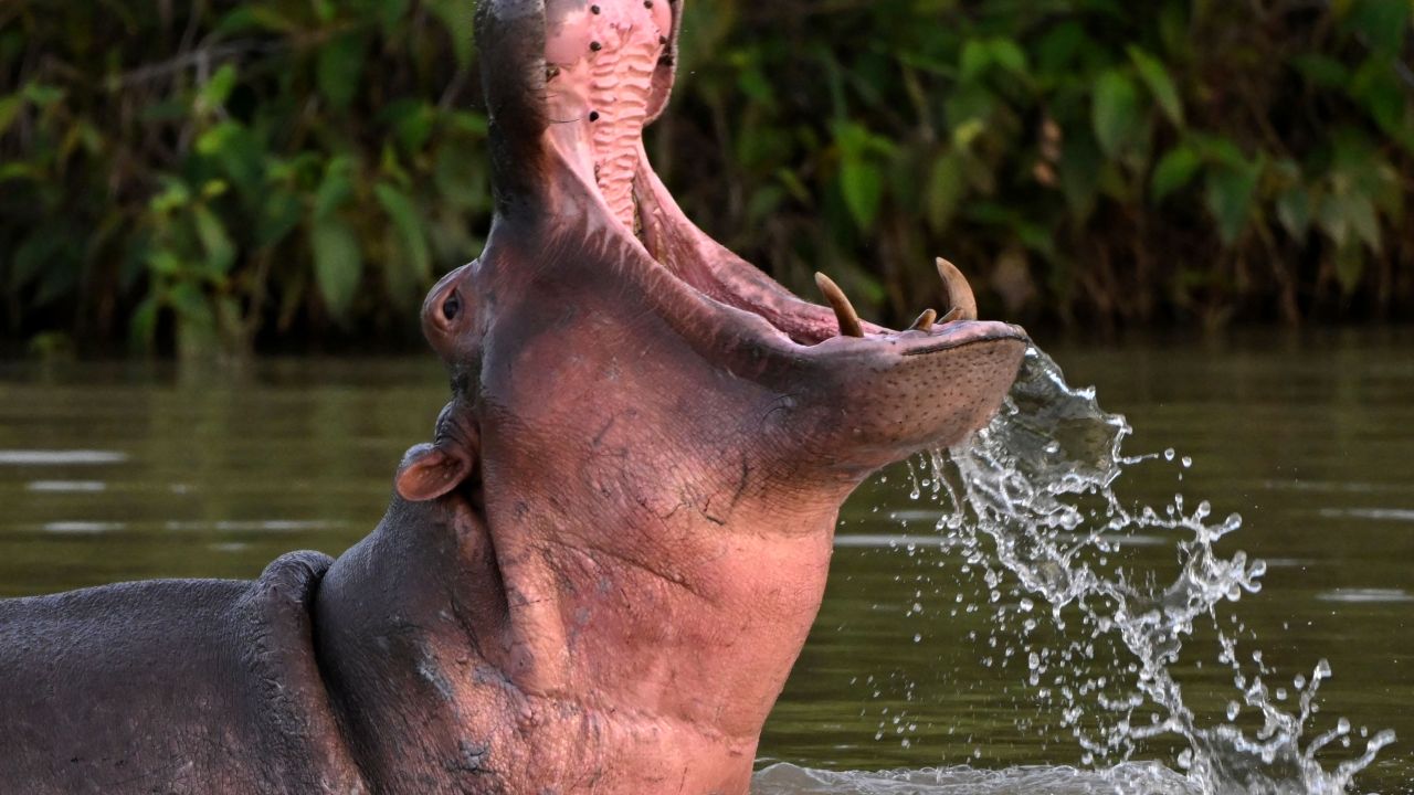 Śmiertelny atak hipopotama wywraca łódź, zabijając 1-latka i pozostawiając 23 zaginione w Malawi