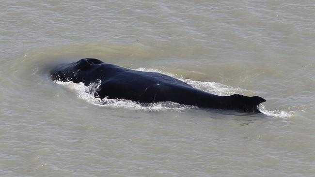 One of the humpback whales spotted in the East Alligator River. Picture: NT Government