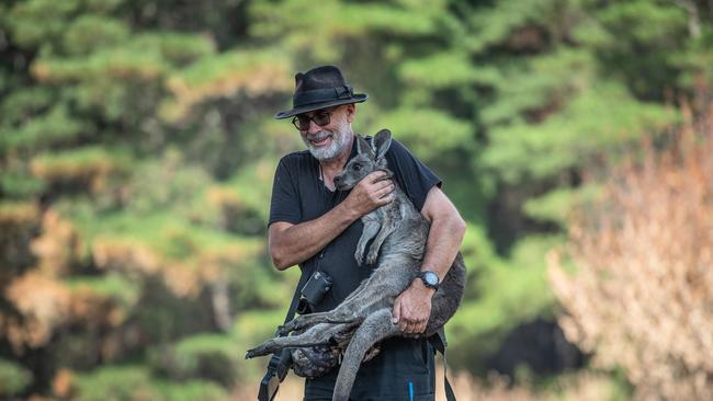 Animal rescuer Manfred Zabinskas has seen a rise in the number of roos affected by phalaris. Picture: Jason Edwards