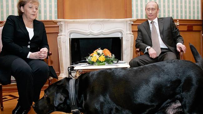 Putin brings his dog Koni to a meeting with Merkel. Picture: PRESIDENTIAL PRESS SERVICE / ITAR-TASS