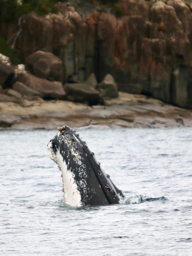 Humpback whale near Tasman Island. Picture: Pennicott Wilderness Cruise Tasman Island Cruises skipper Tim Cunningham.